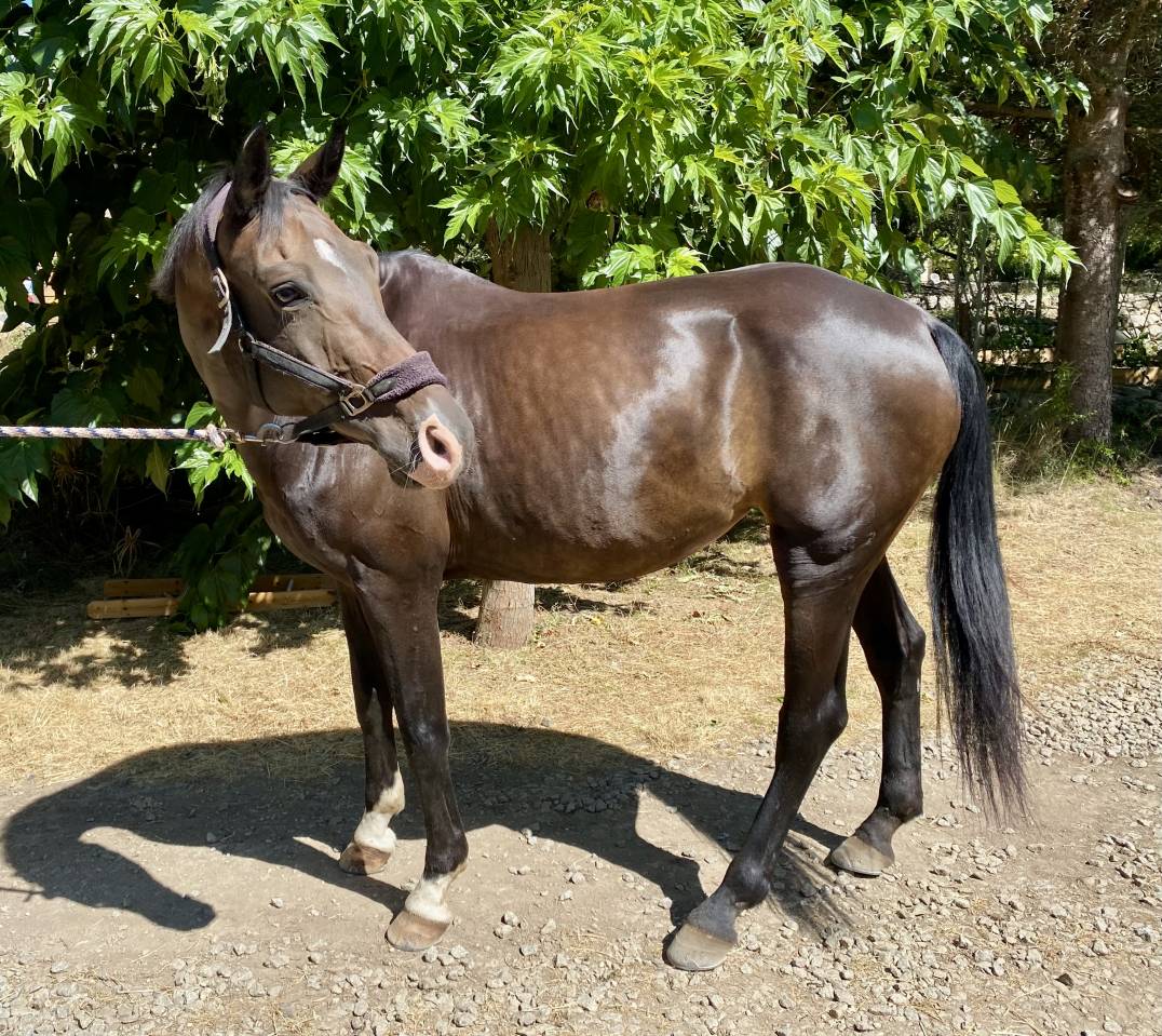 Merrie Oldenburger Te koop 2012 Donker bruin / bai ,  Foundation