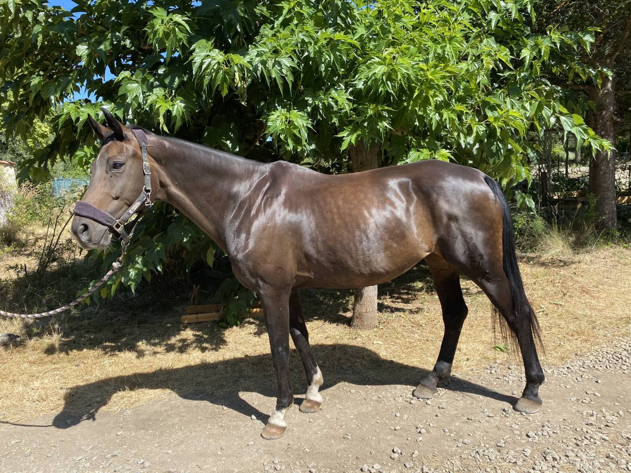 Merrie Oldenburger Te koop 2012 Donker bruin / bai ,  Foundation