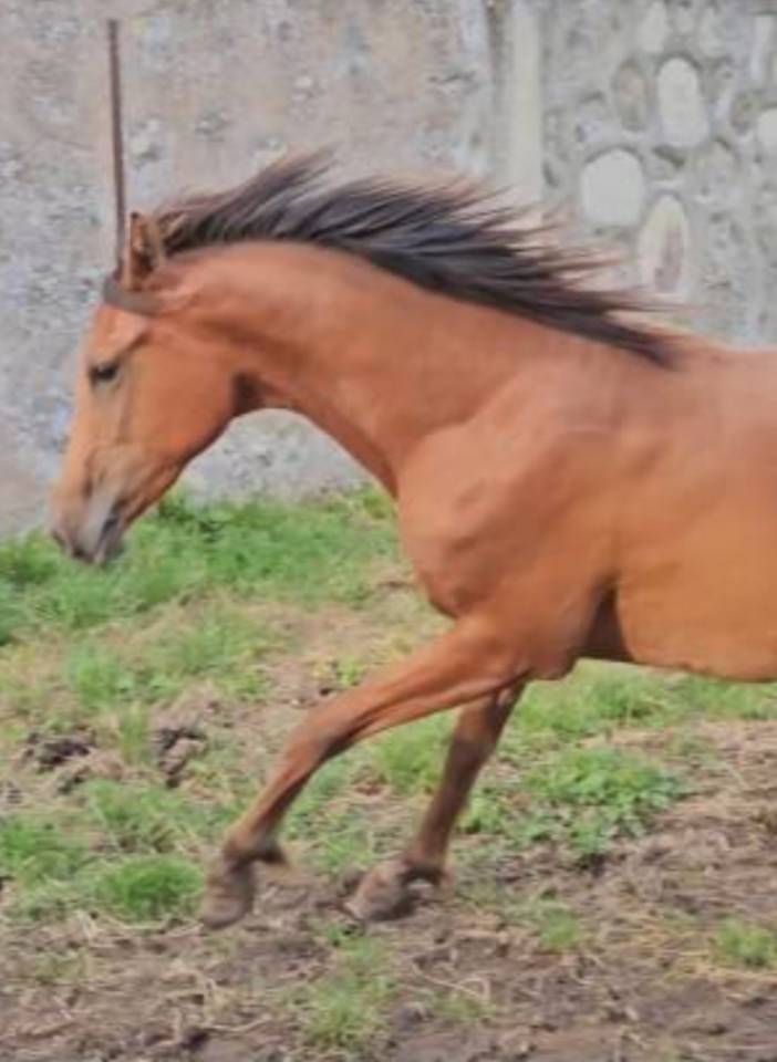 Veulen (vr) Arabisch volbloed Te koop 2022 Donker bruin / bai ,  A F MANJAROH 