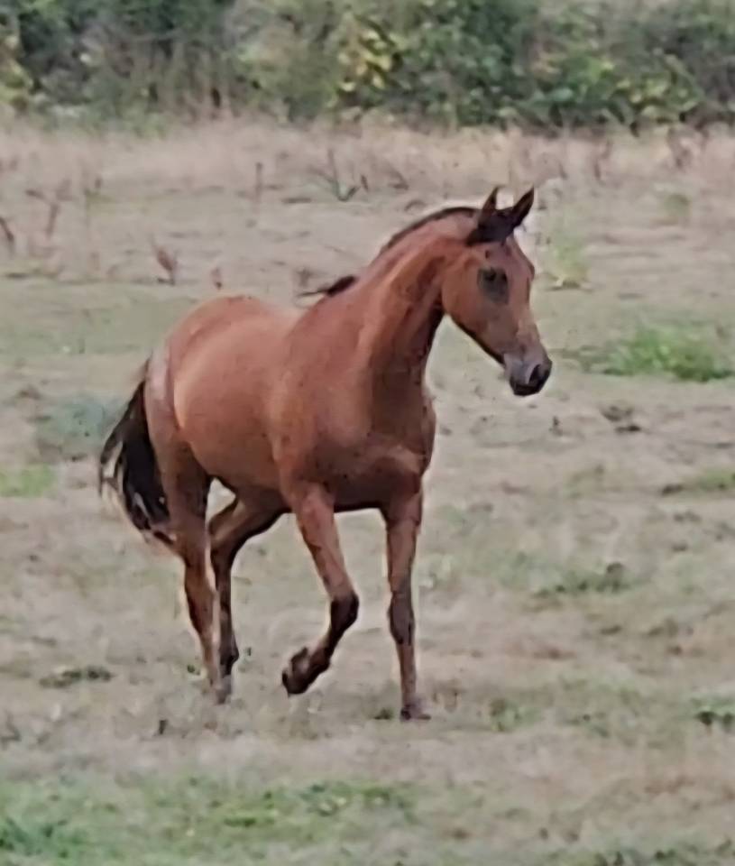 Veulen (vr) Arabisch volbloed Te koop 2022 Donker bruin / bai ,  A F MANJAROH 