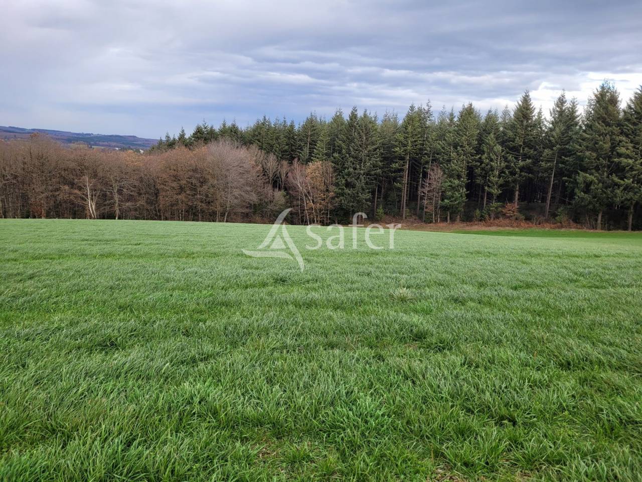 Melk exploitatie Koop Cantal