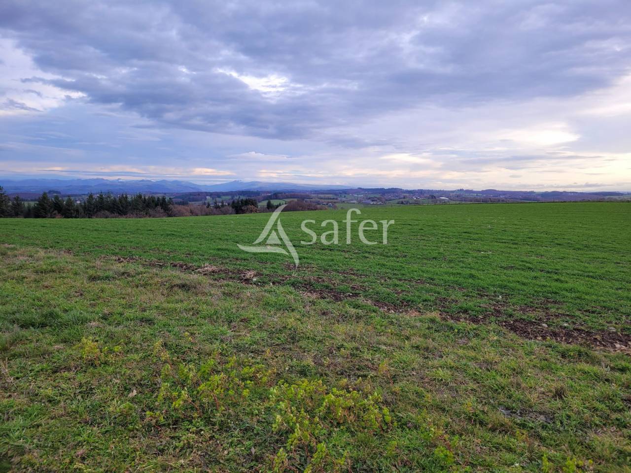 Melk exploitatie Koop Cantal