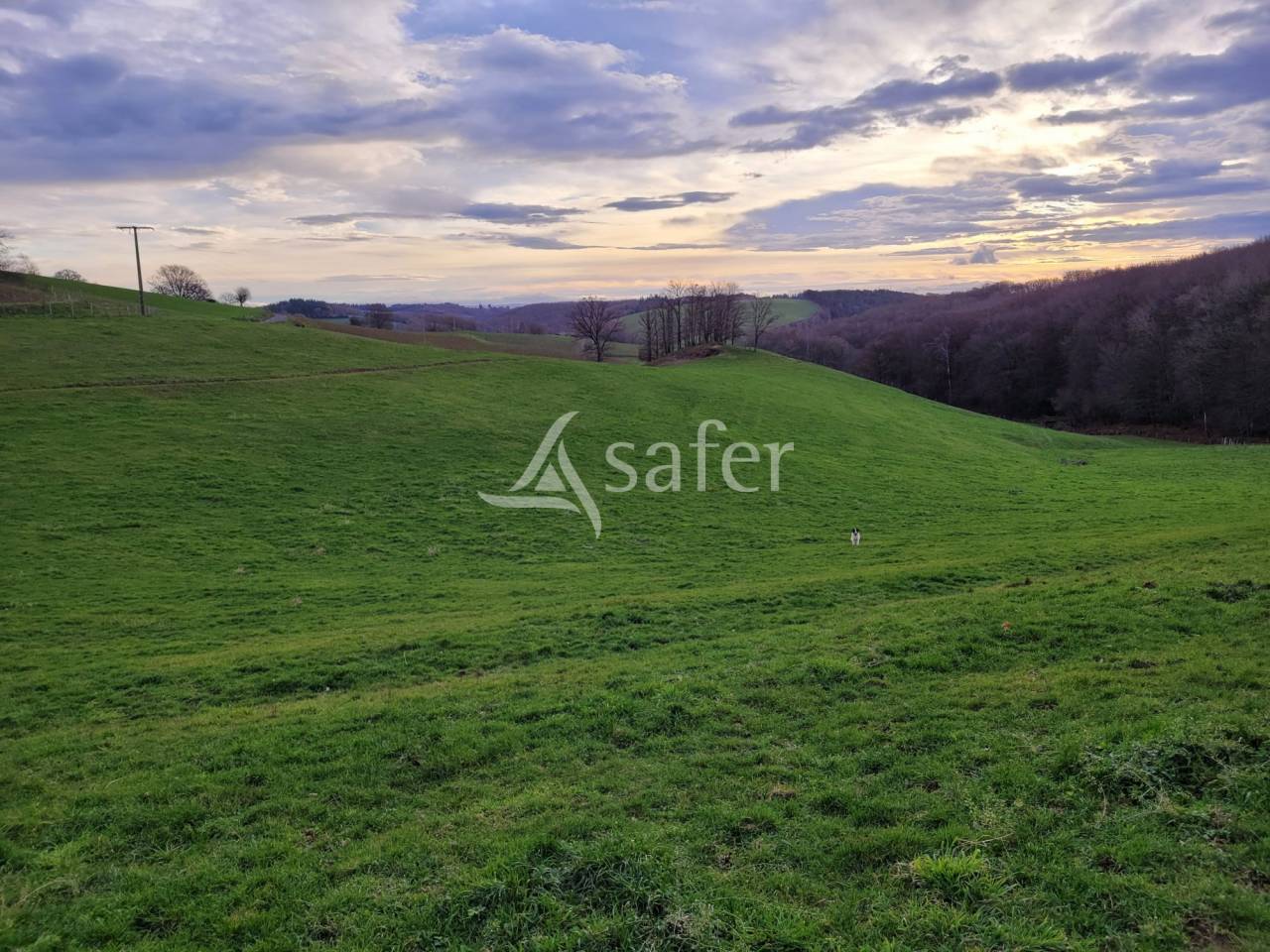 Melk exploitatie Koop Cantal