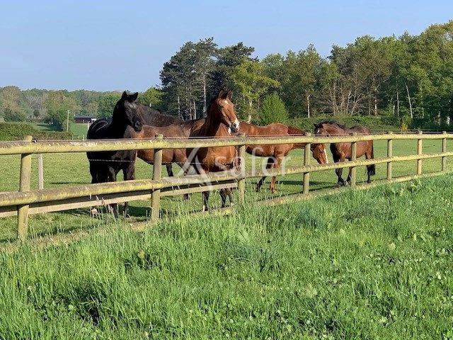 Hippisch vastgoed Koop Eure