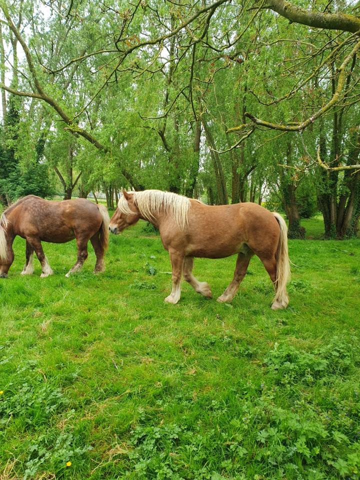 Ruin Comtois Trekpaard Te koop 2022 Vos