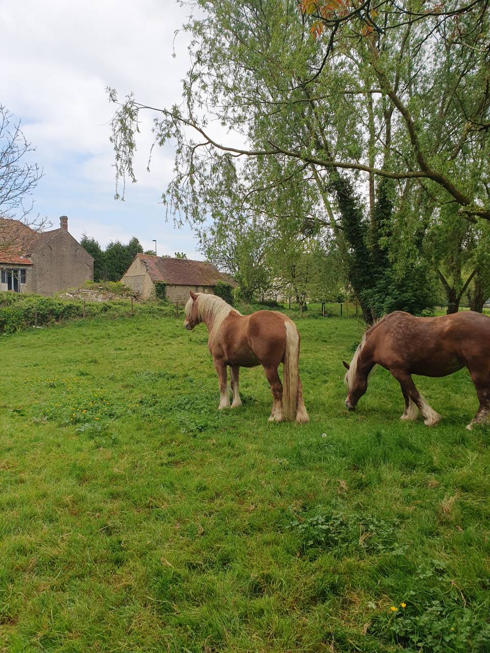 Ruin Comtois Trekpaard Te koop 2022 Vos