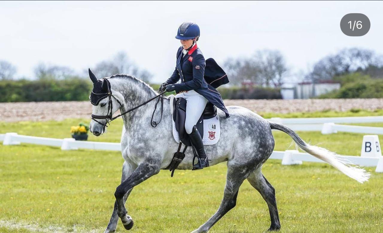 Merrie Selle Français Te koop 2015 Schimmel