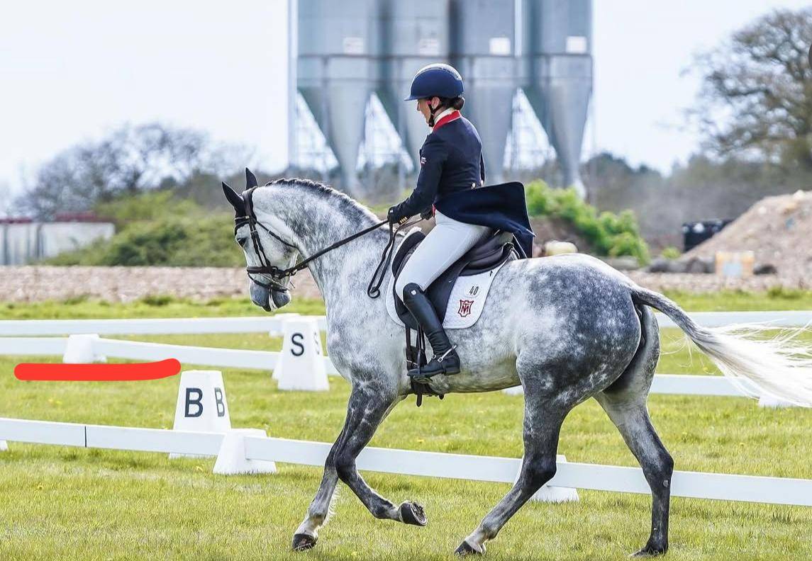 Merrie Selle Français Te koop 2015 Schimmel