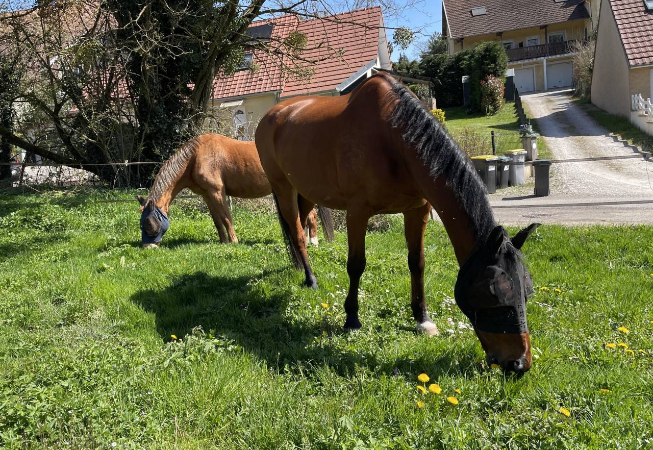 Mooi hippisch vastgoed Koop Haute-Saône