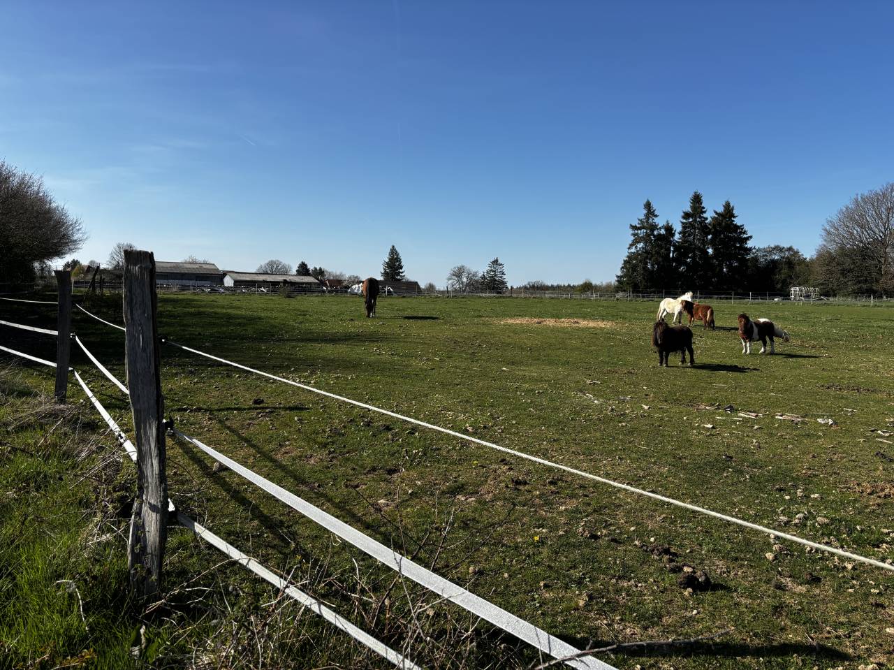 Stoeterij Koop Côte d'Or