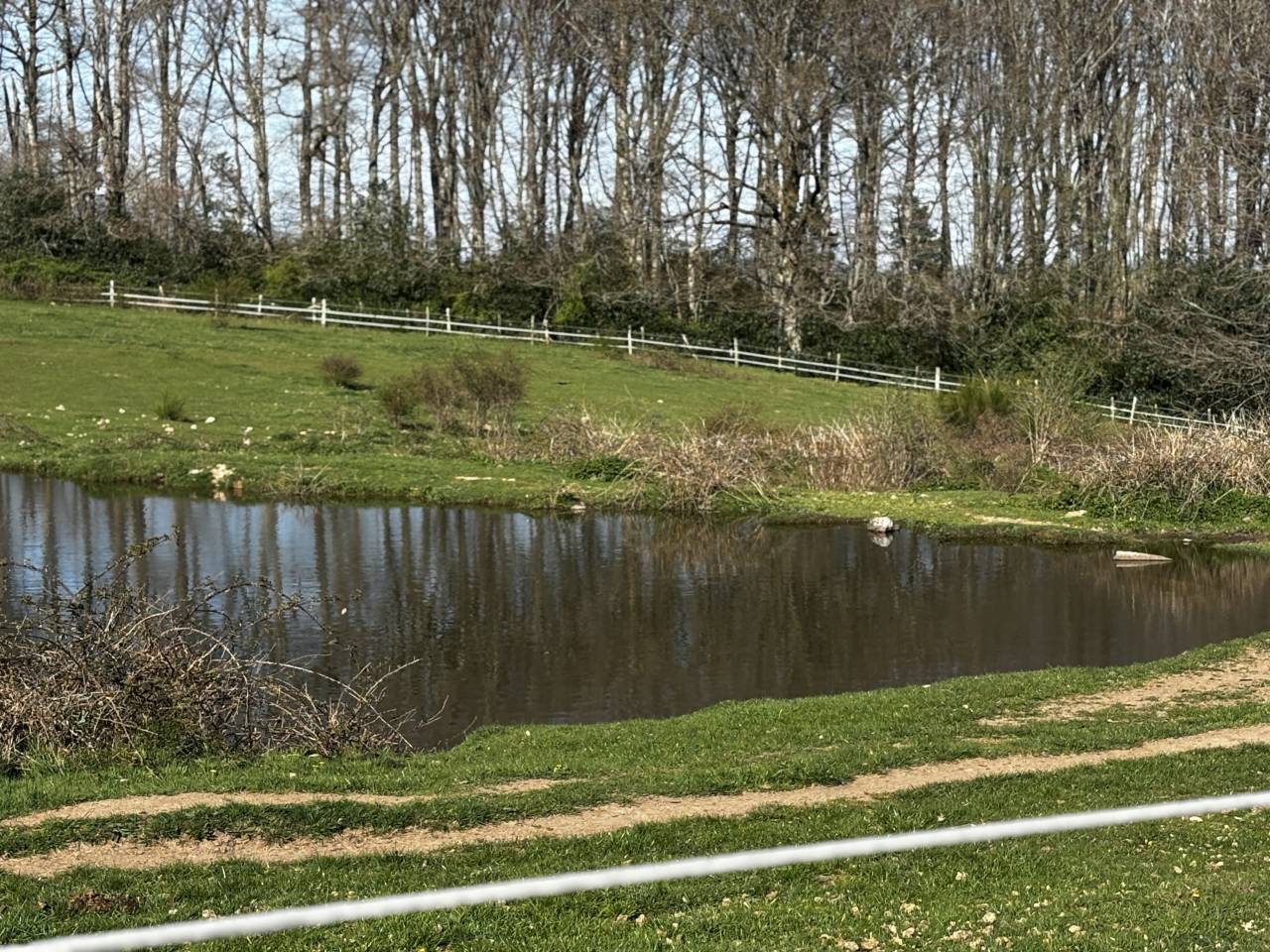 Stoeterij Koop Côte d'Or