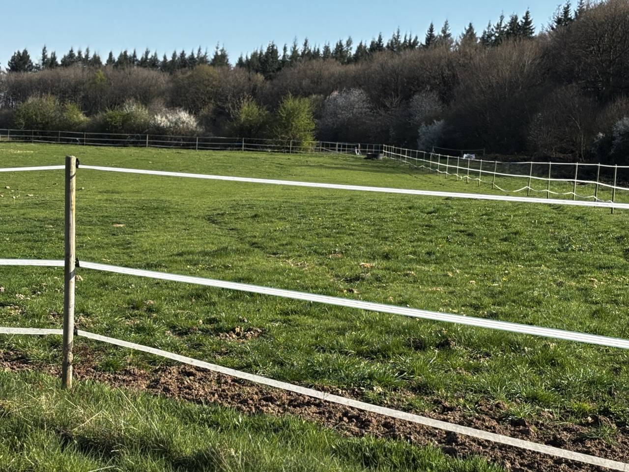 Stoeterij Koop Côte d'Or