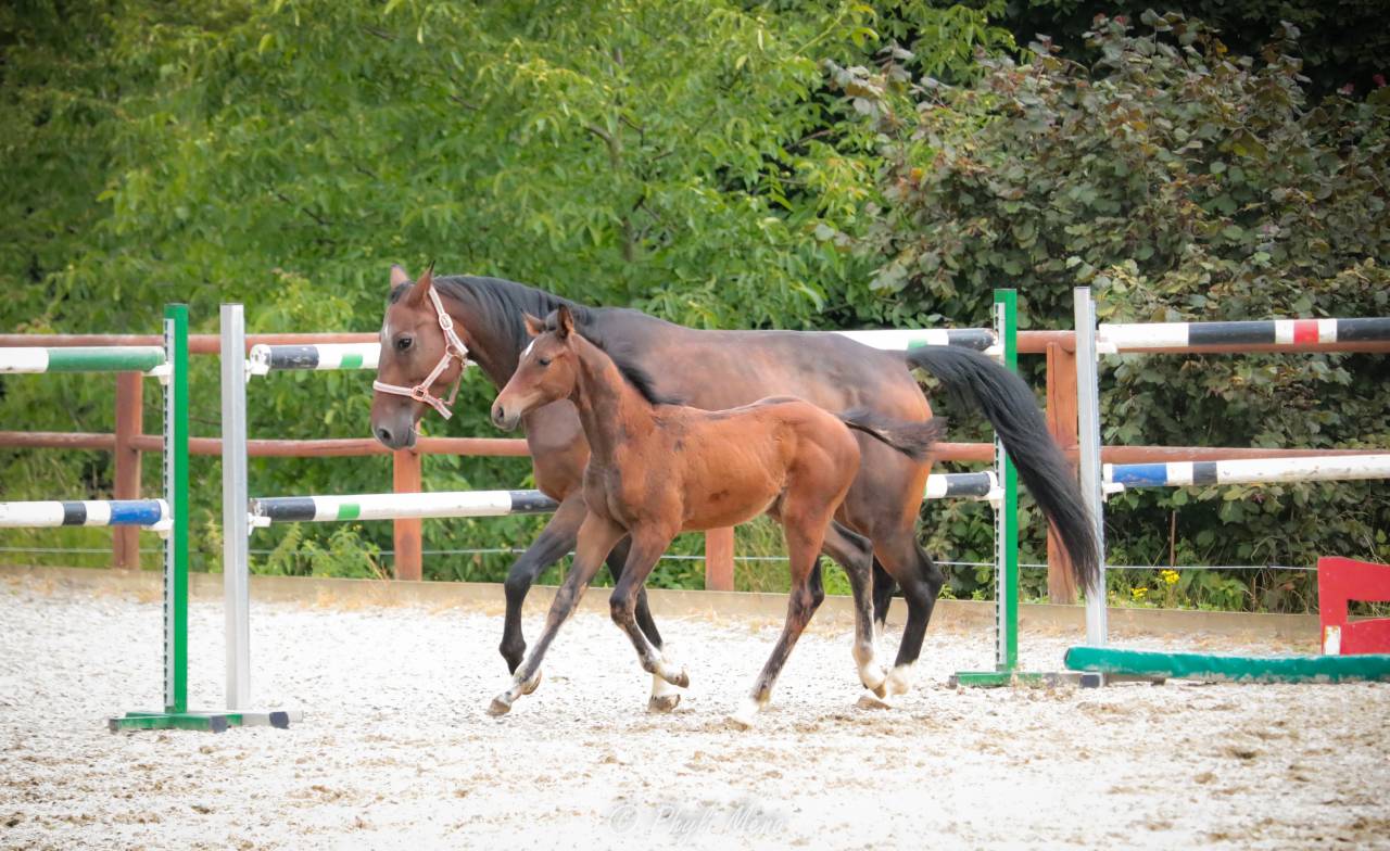 Veulen (ml) Zangersheide Te koop 2025 Bruin / Bai ,  Jaguar d'hébène