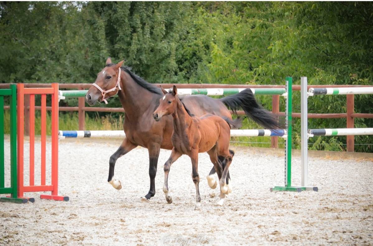 Veulen (ml) Zangersheide Te koop 2025 Bruin / Bai ,  Jaguar d'hébène