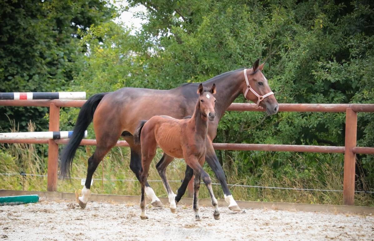 Veulen (ml) Zangersheide Te koop 2025 Bruin / Bai ,  Jaguar d'hébène