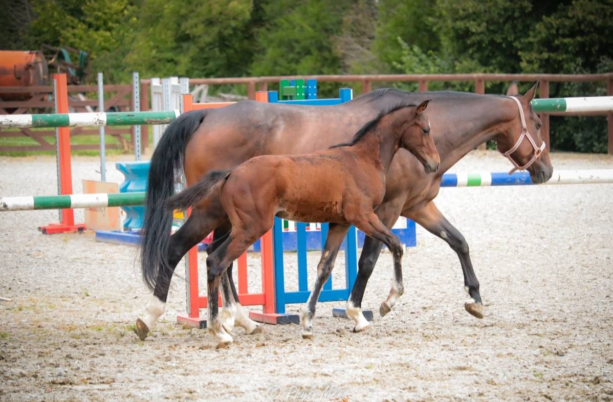 Veulen (ml) Zangersheide Te koop 2025 Bruin / Bai ,  Jaguar d'hébène