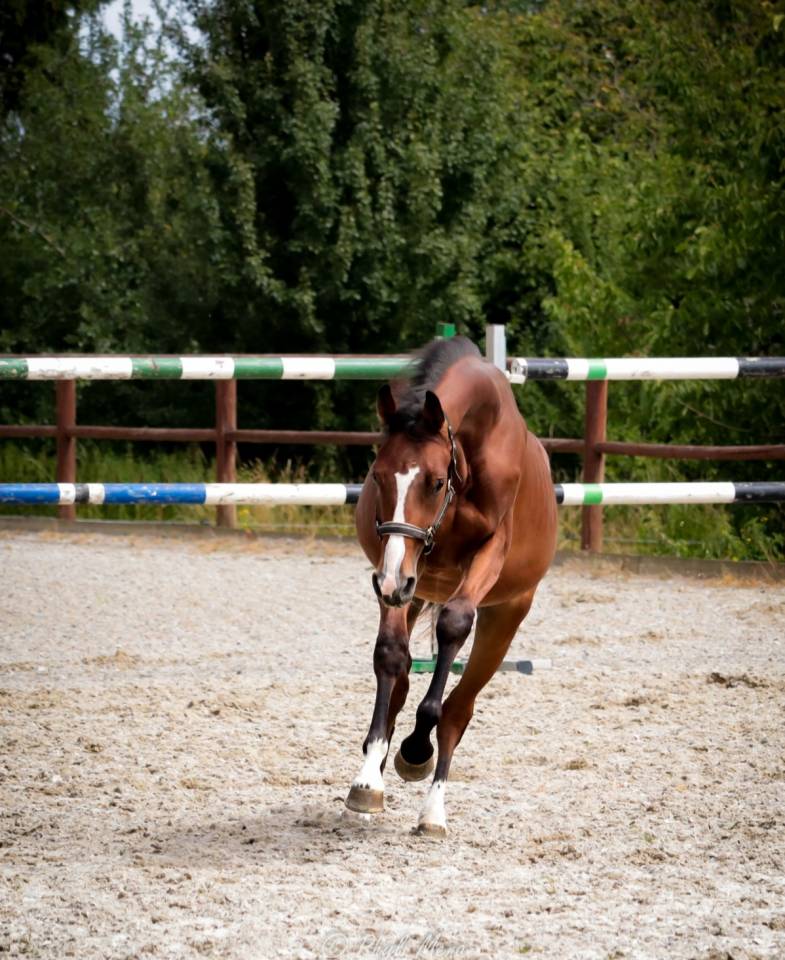 Hengst Selle Français Te koop 2023 Bruin / Bai ,  Uncognito bois margot