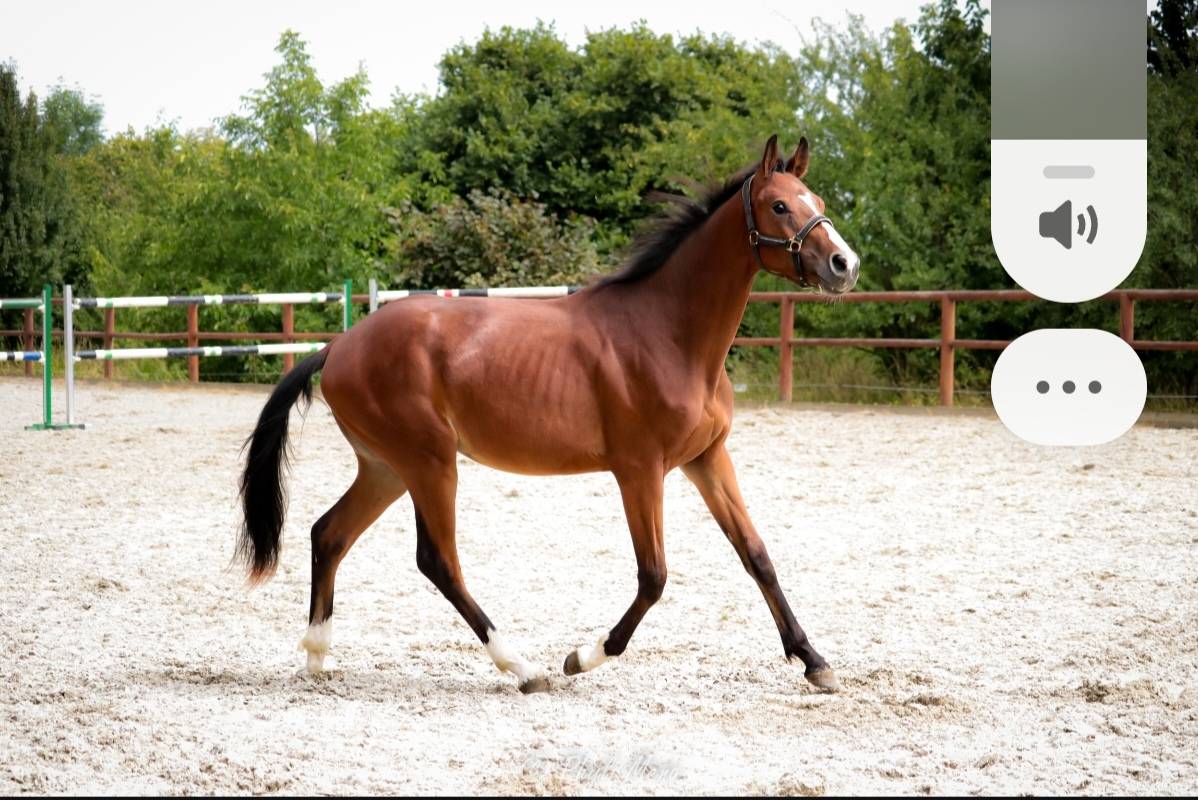 Hengst Selle Français Te koop 2023 Bruin / Bai ,  Uncognito bois margot