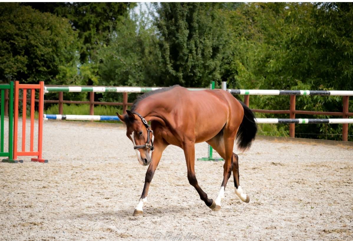 Hengst Selle Français Te koop 2023 Bruin / Bai ,  Uncognito bois margot