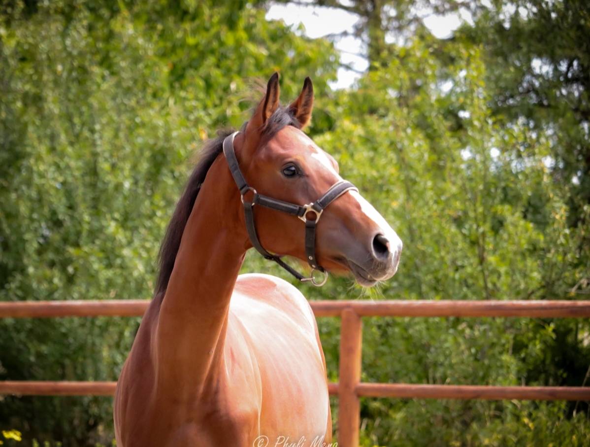 Hengst Selle Français Te koop 2023 Bruin / Bai ,  Uncognito bois margot