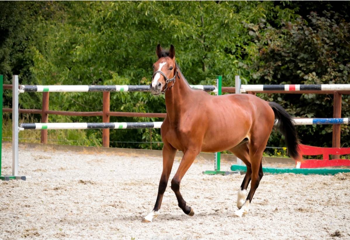 Hengst Selle Français Te koop 2023 Bruin / Bai ,  Uncognito bois margot
