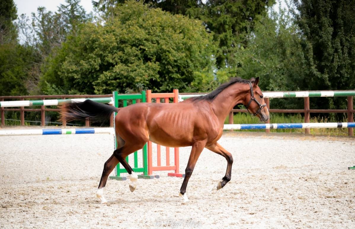 Hengst Selle Français Te koop 2023 Bruin / Bai ,  Uncognito bois margot