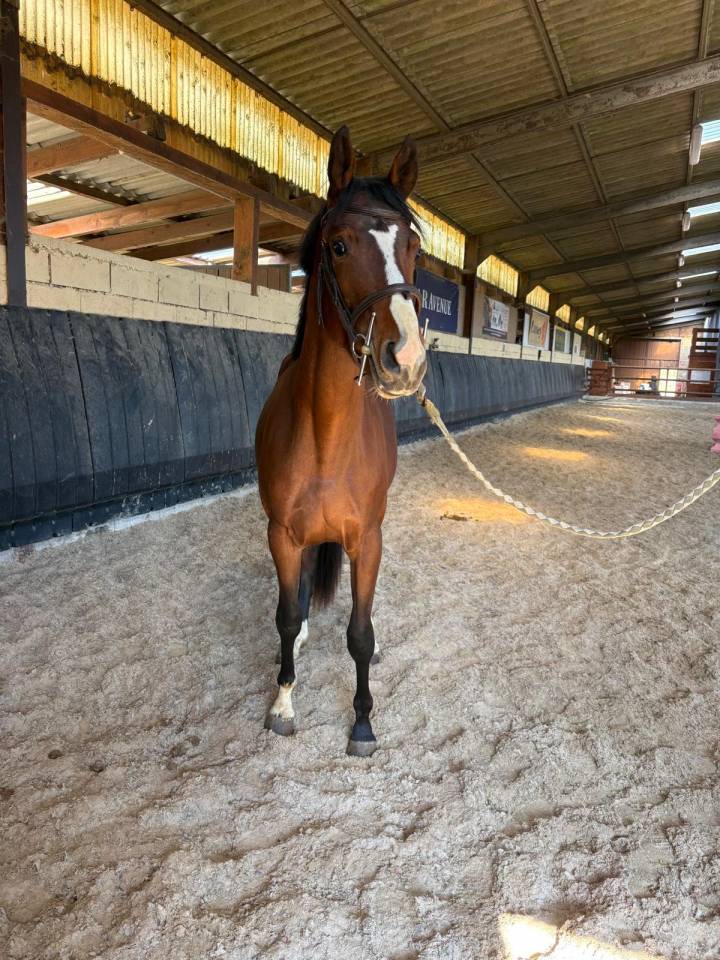 Ruin Selle Fran&ccedil;ais Te koop 2023 Bruin / Bai ,  Uncognito bois margot