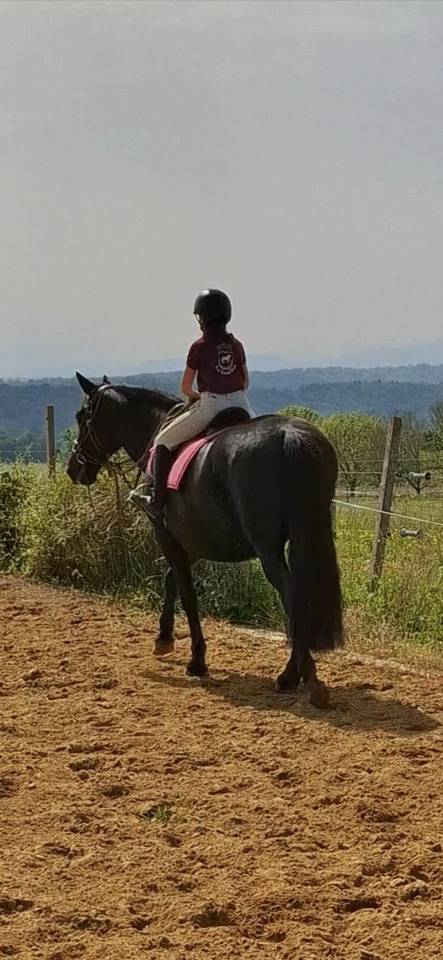 Merrie PRE Puur Ras Spaans Te koop 2011 Zwart