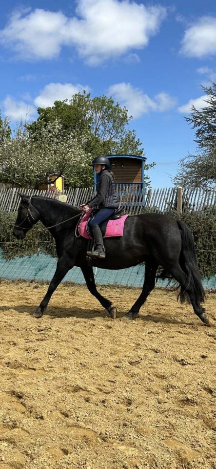 Merrie PRE Puur Ras Spaans Te koop 2011 Zwart