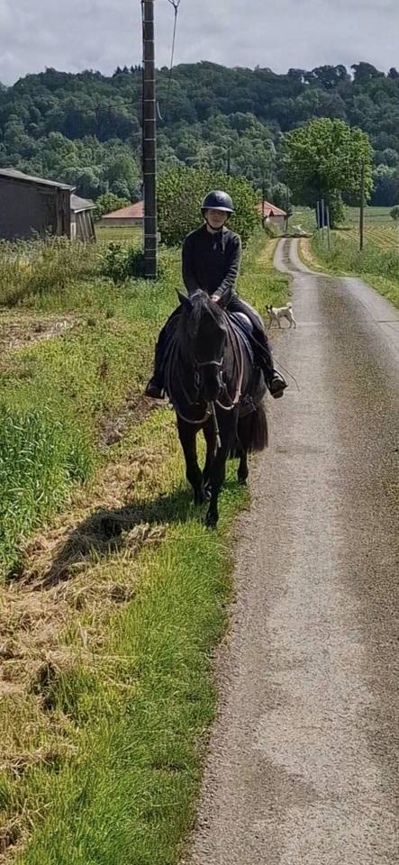 Merrie PRE Puur Ras Spaans Te koop 2011 Zwart