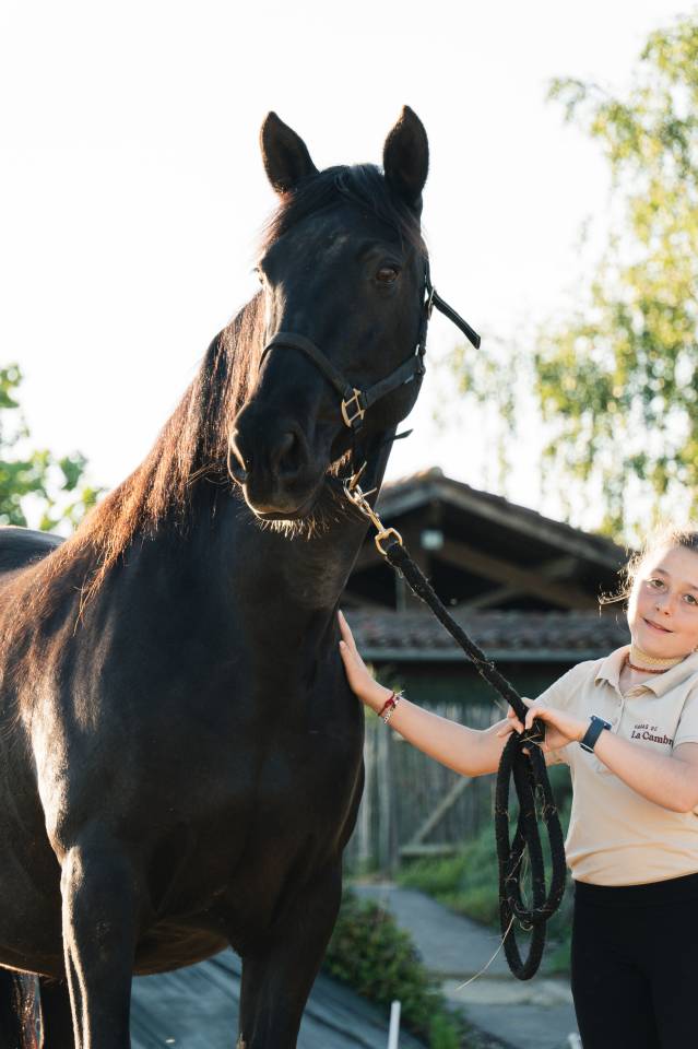 Merrie PRE Puur Ras Spaans Te koop 2011 Zwart