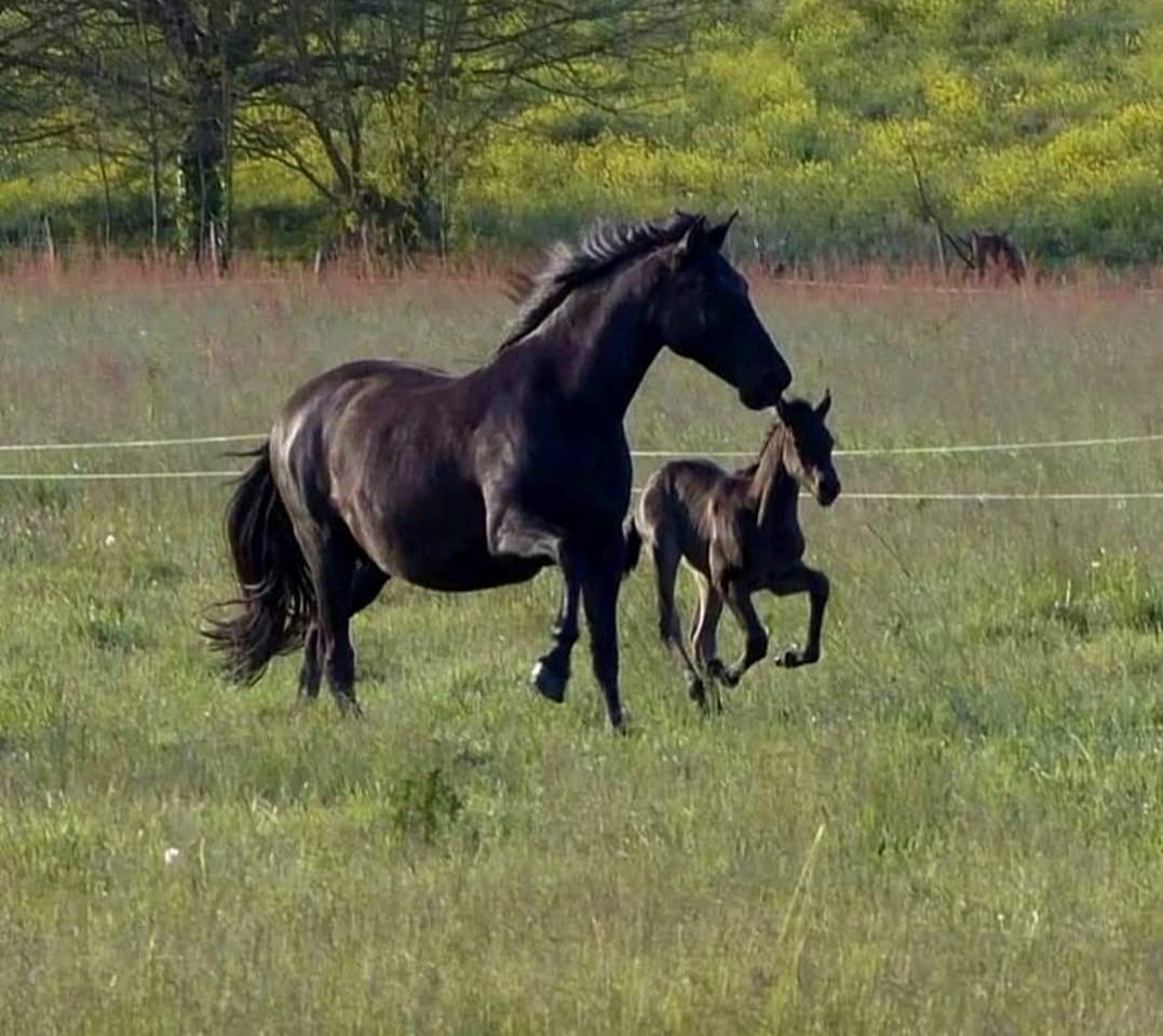Merrie PRE Puur Ras Spaans Te koop 2011 Zwart