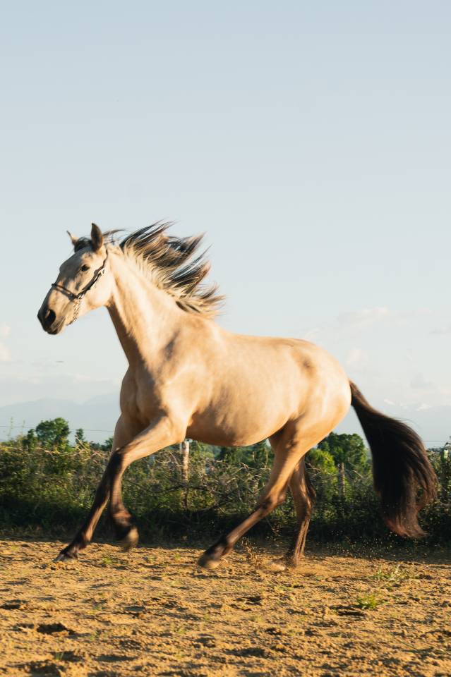 Veulen (vr) PRE Puur Ras Spaans Te koop 2023 Isabel