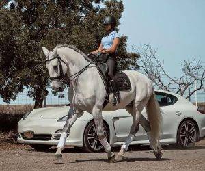 Ruin Lusitano Te koop 2013 Schimmel