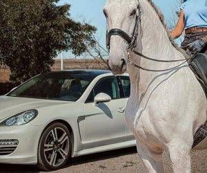 Ruin Lusitano Te koop 2013 Schimmel