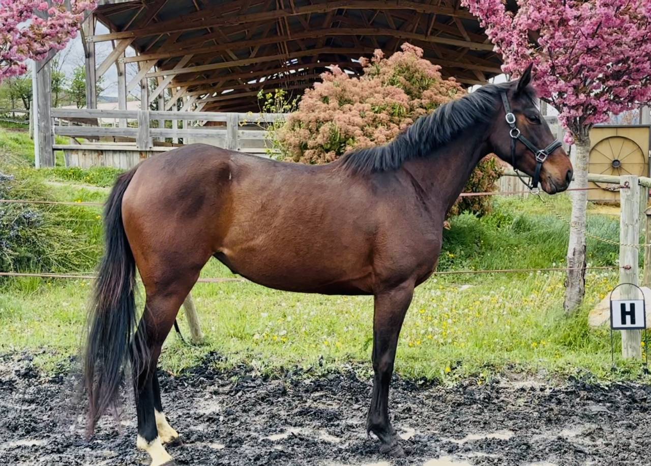 Merrie Selle Français Te koop 2022 Donker bruin / bai ,  papillon de l'odyssee