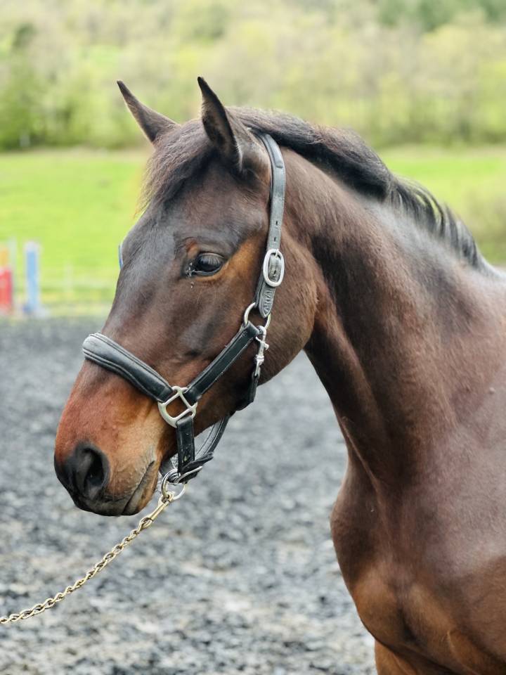 Merrie Selle Français Te koop 2022 Donker bruin / bai ,  papillon de l'odyssee