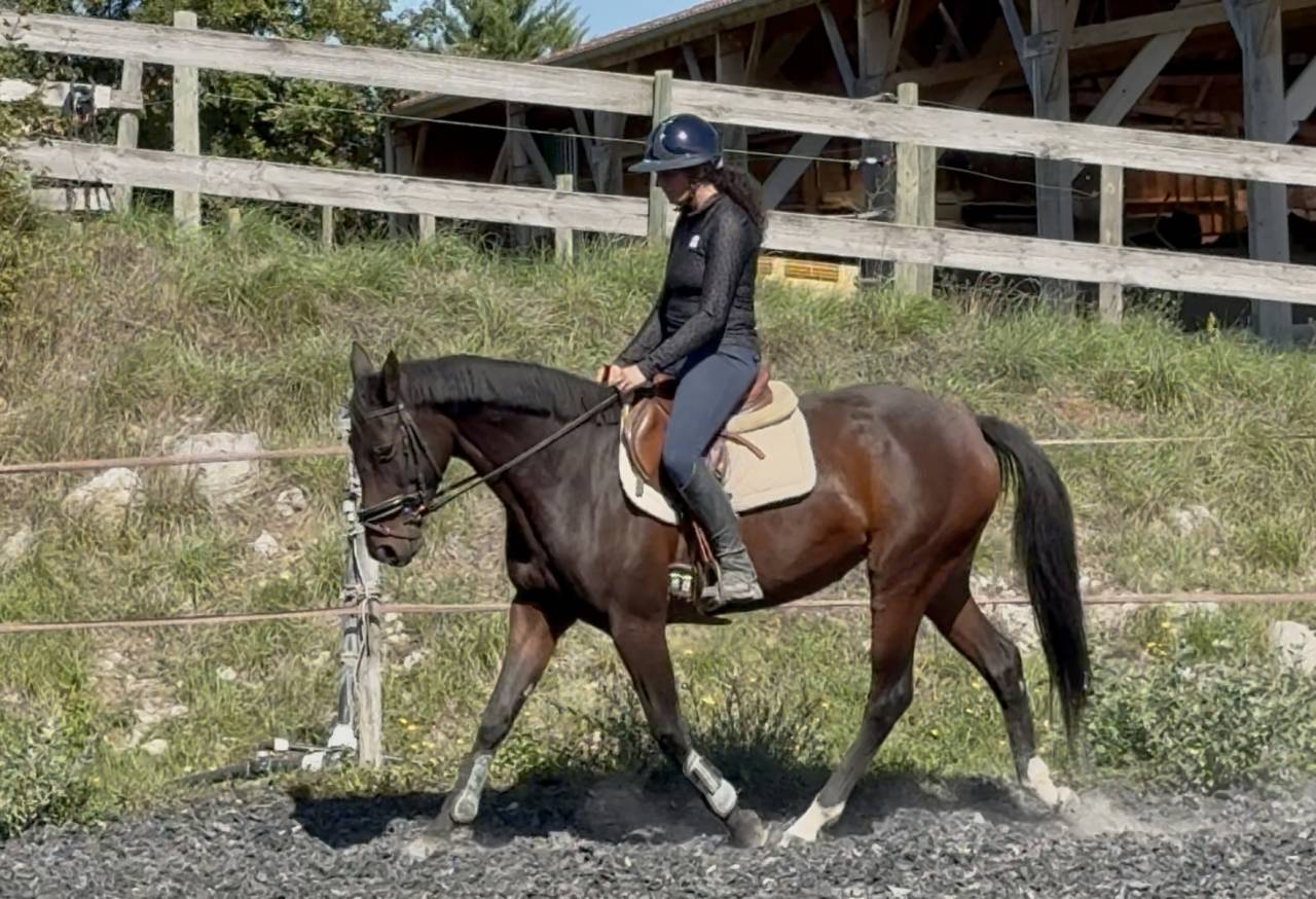 Merrie Selle Français Te koop 2022 Donker bruin / bai ,  papillon de l'odyssee