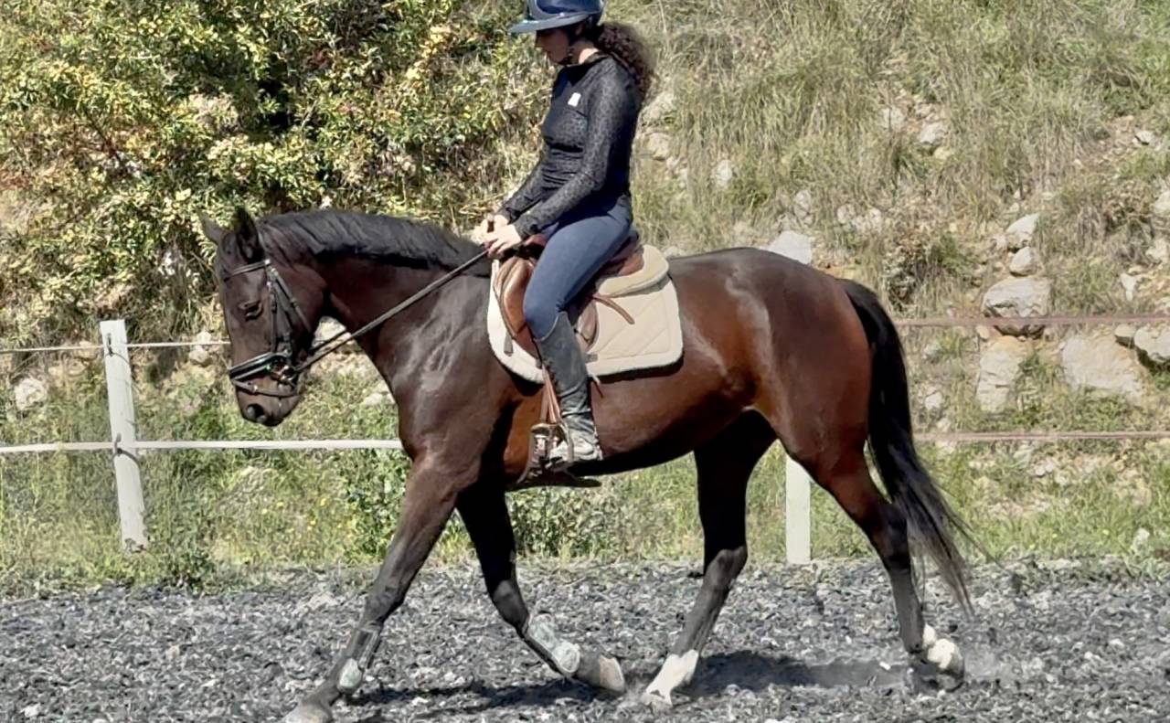 Merrie Selle Français Te koop 2022 Donker bruin / bai ,  papillon de l'odyssee