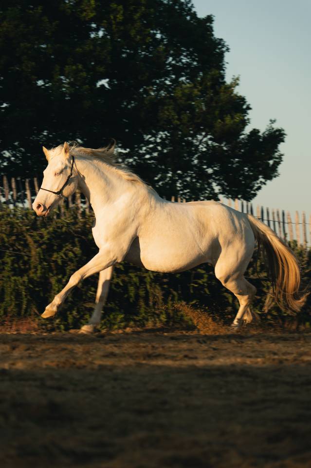 Merrie Creme Te koop 2021 Crème