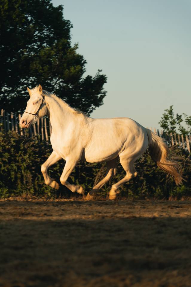 Merrie Creme Te koop 2021 Crème