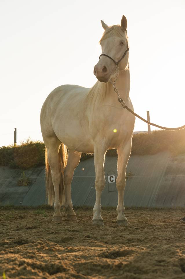 Merrie Creme Te koop 2021 Crème