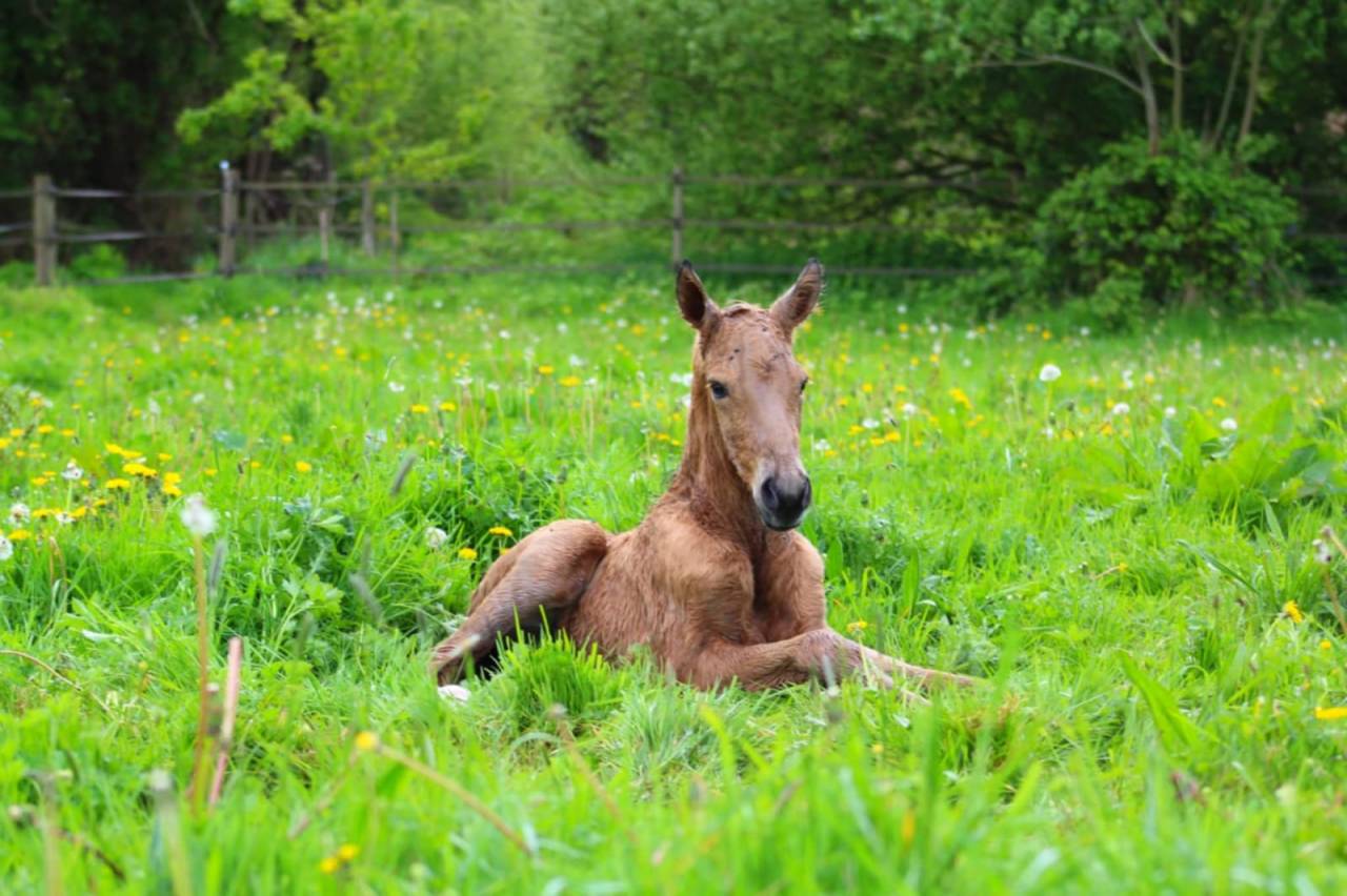 Veulen (ml) Lusitano Te koop 2025 Isabel ,  balmain de my