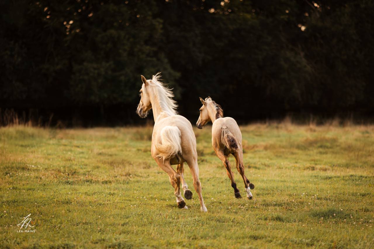 Veulen (ml) Lusitano Te koop 2025 Isabel ,  balmain de my