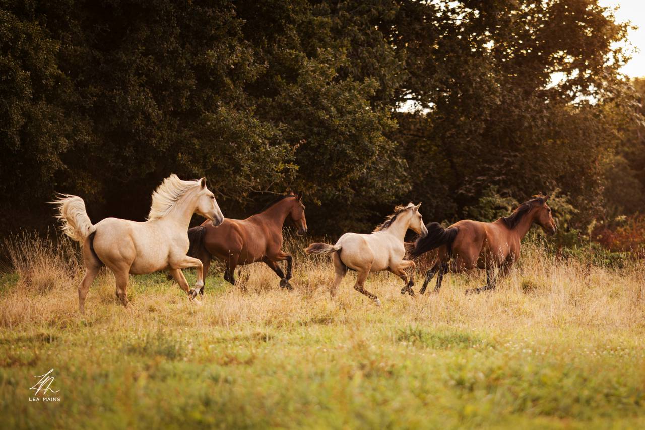 Veulen (ml) Lusitano Te koop 2025 Isabel ,  balmain de my