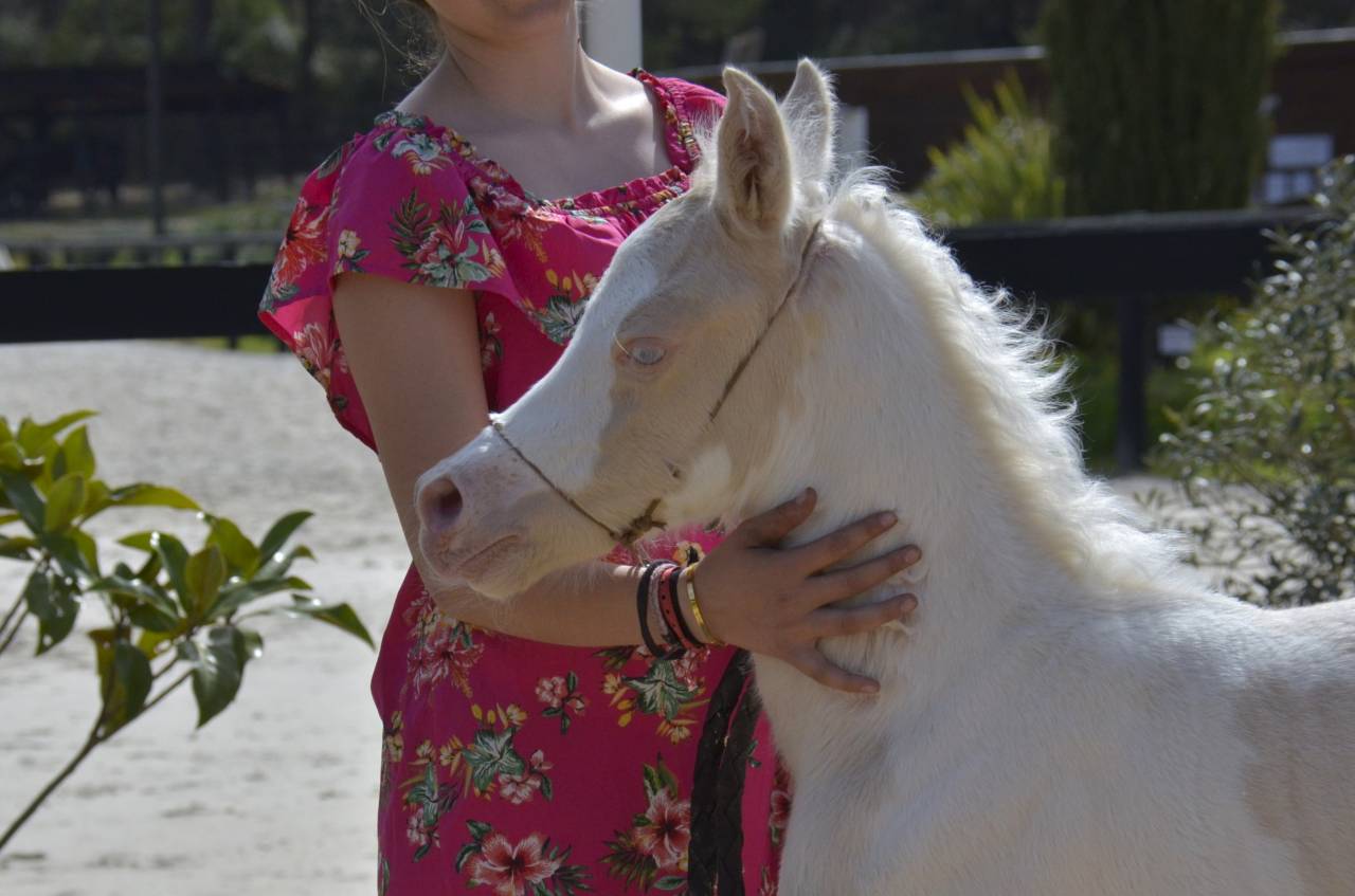 Veulen (vr) Arabisch halfbloed Te koop 2025 Crème ,  Galant de corbion