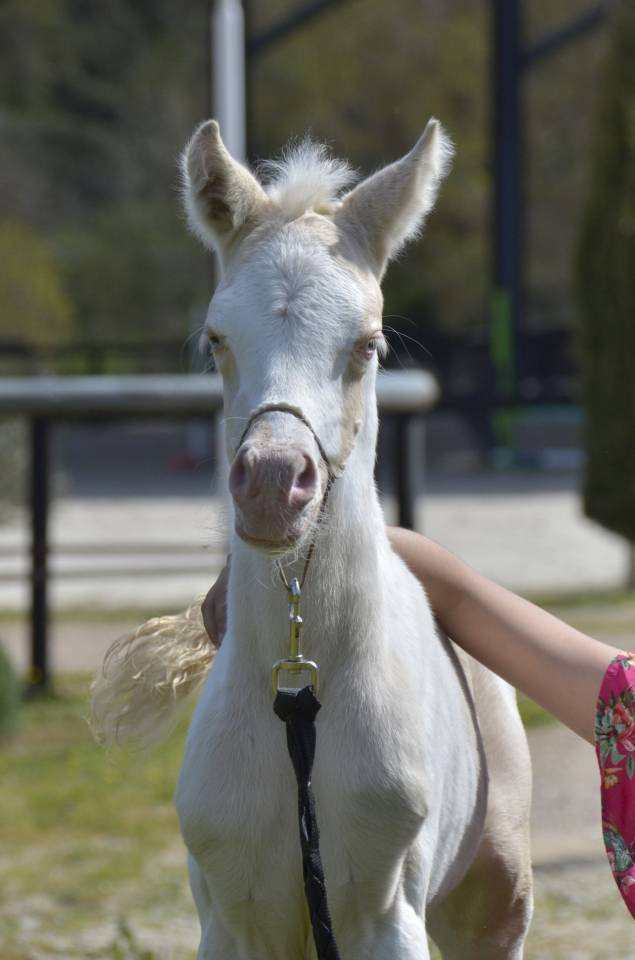 Veulen (vr) Arabisch halfbloed Te koop 2025 Crème ,  Galant de corbion