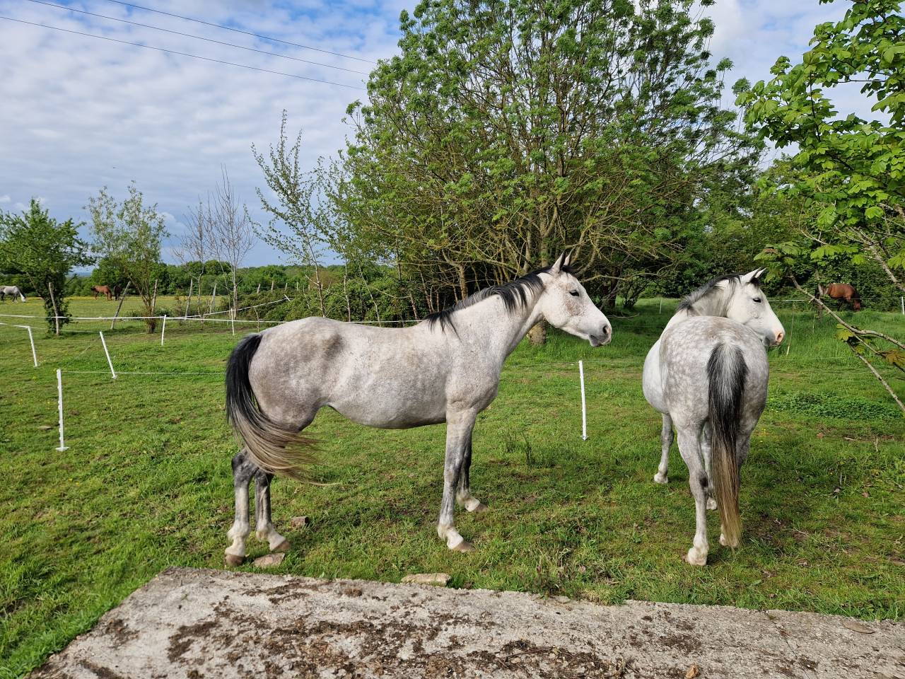 Merrie CDE Caballo Deporte Espanol Te koop 2019 Schimmel ,  ICONO