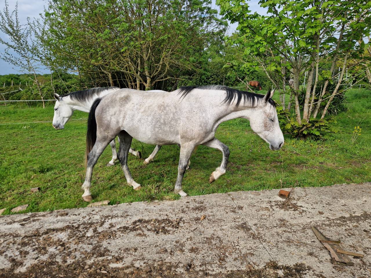 Merrie CDE Caballo Deporte Espanol Te koop 2019 Schimmel ,  ICONO