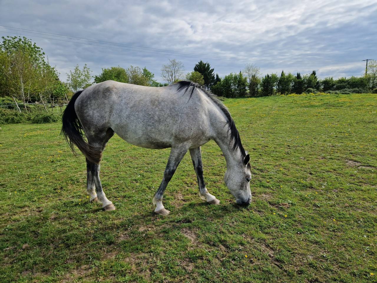 Merrie CDE Caballo Deporte Espanol Te koop 2019 Schimmel ,  ICONO